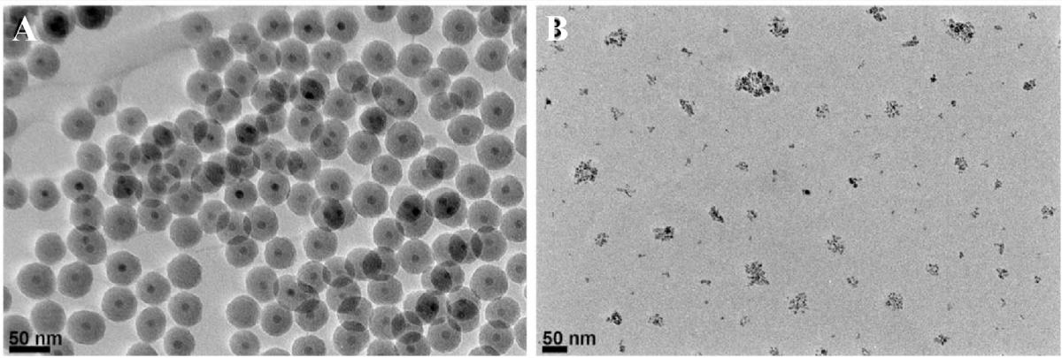 Proteomics Analysis Reveals Distinct Corona Composition on Magnetic Nanoparticles with Different Surface Coatings: Implications for Interactions with Primary Human Macrophages